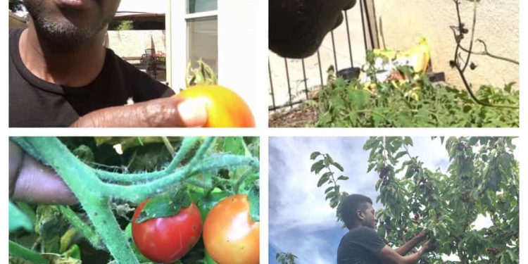 Plant your Tomatoes and Fruits – Reno Omokri